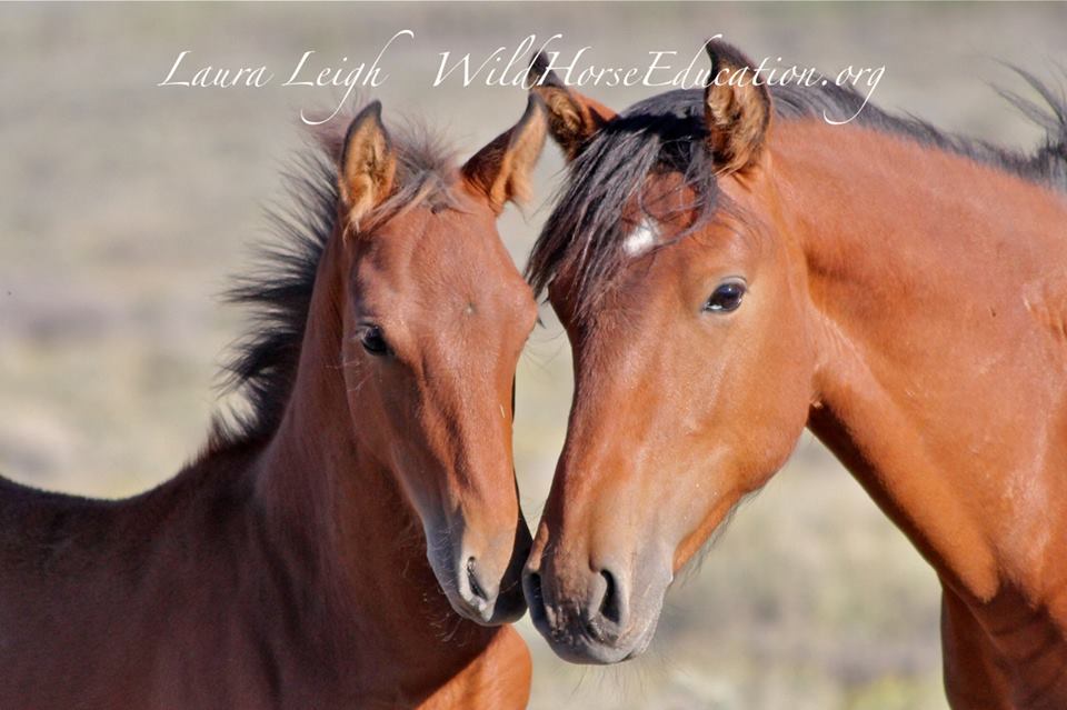 10421532_852867781452258_6050901383751698692_n copy