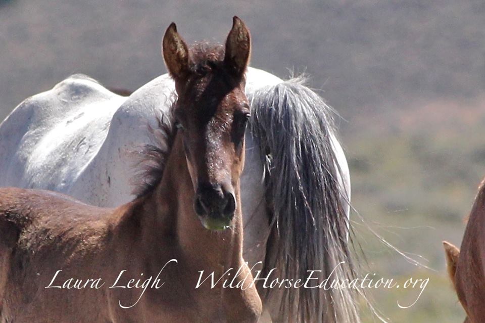 10665668_709479852457719_7249451362008057554_n