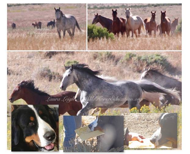 22687975_1657653720973656_9072357668269139324_n